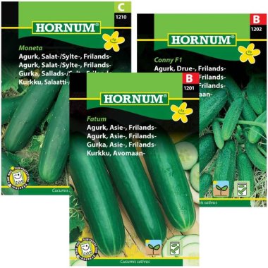 Agurk og Asier til Friland