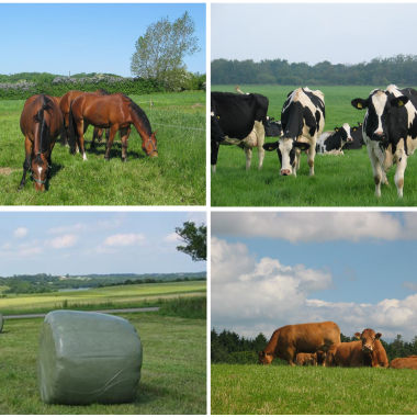 Græs til heste og kvæg