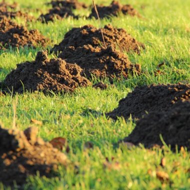 Muldvarp og Mosegris bekæmpelse