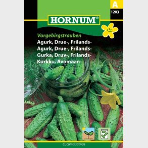 Agurk, Drue-, Frilands-, Vorgebirgs