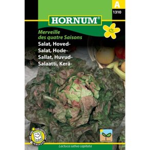 Salat, Hoved-, Merveille des q. S.