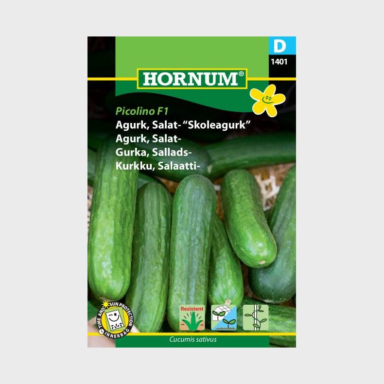 Skoleagurk (Cucumis sativus)