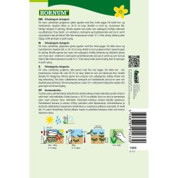 Agurk, Asie-, Frilands- (C) Kampino