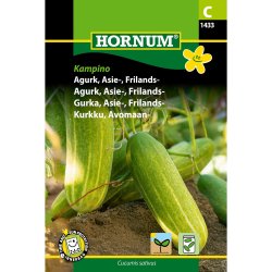 Agurk, Asie-, Frilands- (C) Kampino