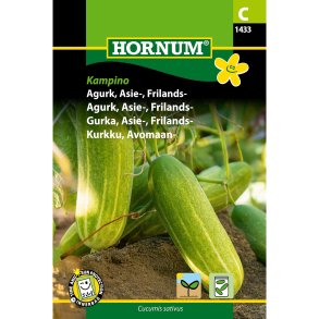 Agurk, Asie-, Frilands- (C) Kampino