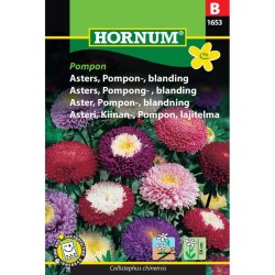 Asters, blomsterfr, blanding, Pompon