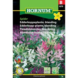 Edderkoppeplante, blomsterfr blanding, Spider