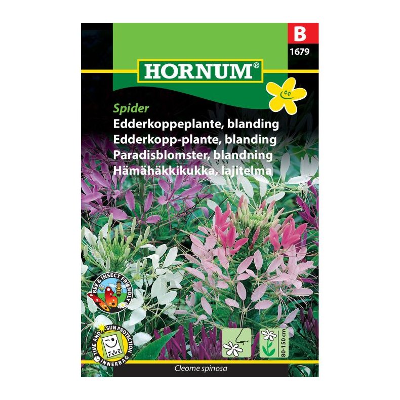 Edderkoppeplante, blomsterfr blanding, Spider