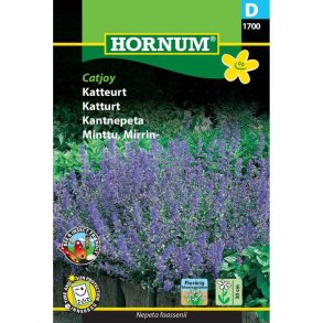 Katteurt, blomsterfr