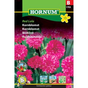 Kornblomst, blomsterfr, Red Lola