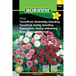 Tusindfryd, Almindelig, blanding, Daisy
