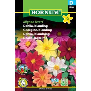Dahlia, blomsterfr blanding, Mignon Dvarf