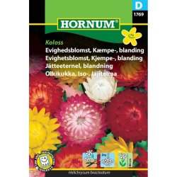 Evighedsblomst, Kmpe, blomsterfr, blanding