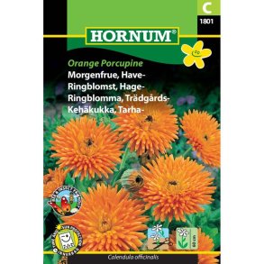 Morgenfrue, Have, blomsterfr, Orange Porcupine