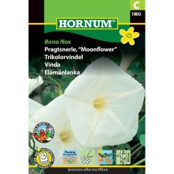 Pragtsnerle, blomsterfr, Bona Nox