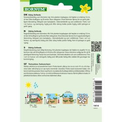 Floks, blomsterfr, Sommer, blanding