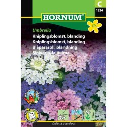 Kniplingsblomst, blanding, blomsterfr, Umbrella