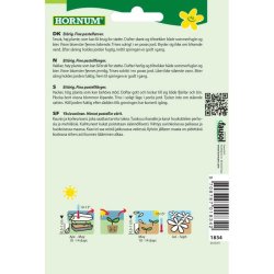 Kniplingsblomst, blanding, blomsterfr, Umbrella