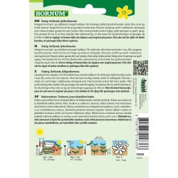 Nellike, Studenter, blomsterfr, Hats On