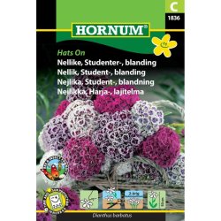 Nellike, Studenter, blomsterfr, Hats On