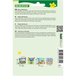 Kniplingsblomst, blomsterfr, Blue Umbrella