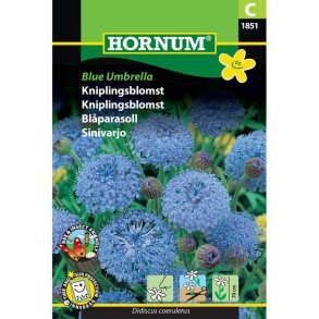 Kniplingsblomst, blomsterfr, Blue Umbrella