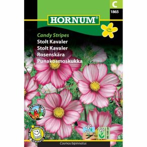 Stolt Kavaler, blomsterfr, Candy Strips