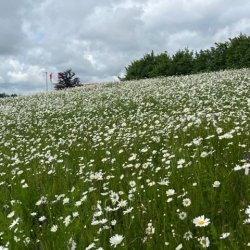 Vildengblanding. En og Flerrig, DSV 200 g 
