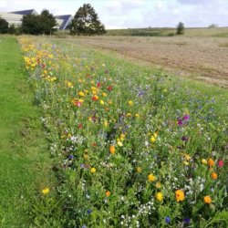 Vildengblanding. En og Flerrig, DSV 200 g 