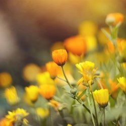 Spiselige blomster DSV. 100 g