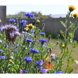 Natur Blomsterblanding 0,25 kg ske DSV