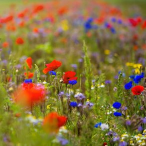 Blomstermark blanding. En og flerrig Haven. 200 g