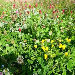 Blomster og bestverbrak uden grs. 2 rig. 10kg. DSV