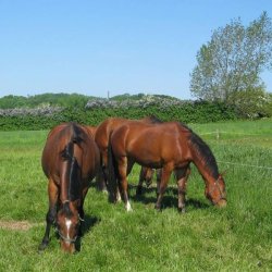 Heste Strukturgrs, 10 kg. DSV