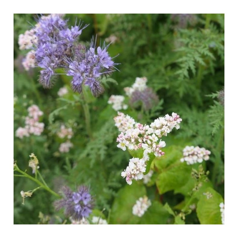 Blomsterbrak Enrig, 10 kg. Fra DSV