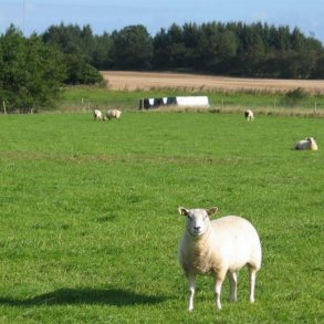 Frblanding Nr. 52 Fr, sildig, 10 kg DSV