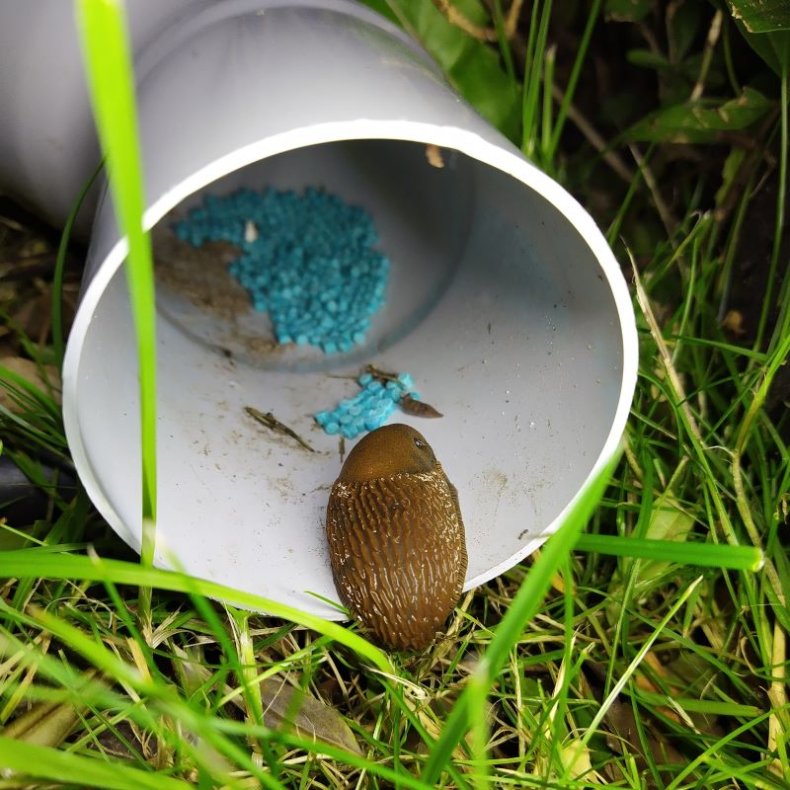 Trinol FerroSlug mod snegle