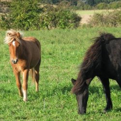 Ekstensiv blanding til heste, 10 kg. Fra DSV