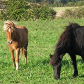 Ekstensiv blanding til heste, 10 kg. Fra DSV