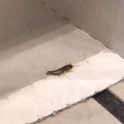 Skgkr-flde 9 stk. Med 5 g. Sirismel madding. Trinol 