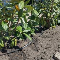 Drypslange IDIT  16mm x 1,15mm. 1,4-2,3L/t, 30cm, 25-100meter 