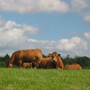 Kdkvg Opti, 10 kg. DSV