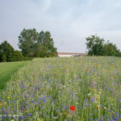 Natur Vildeng 0,1 kg ske DSV