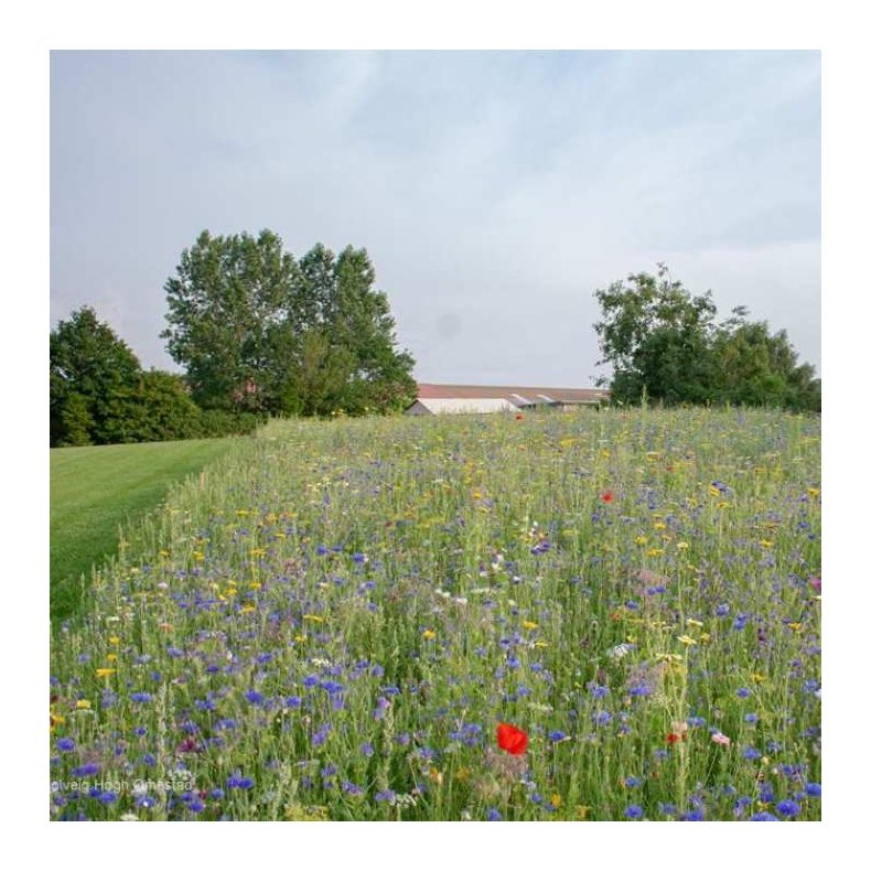 Natur Vildeng 0,1 kg ske DSV