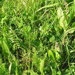 Urteblanding til heste. fra DSV. 1 kg.