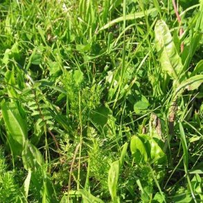 Urteblanding til heste. fra DSV. 1 kg.