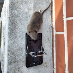 Rotteflde med ekstra kraftig fjeder 