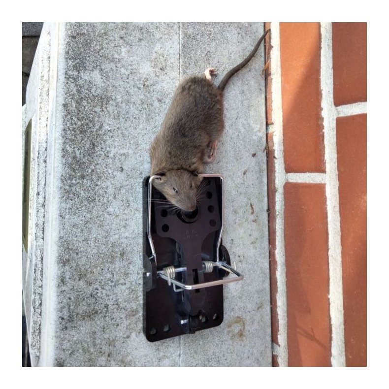 Rotteflde med ekstra kraftig fjeder 