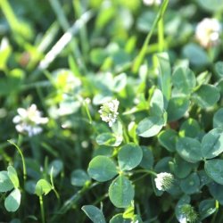 Natur Mikro Klver EuroMic C1. 0,5kg ske