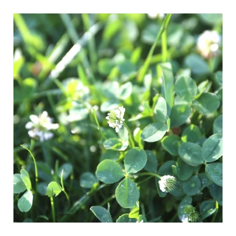 Natur Mikro Klver EuroMic C1. 0,5kg ske